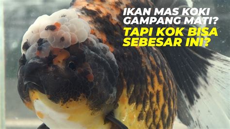 Tip Pemeliharaan Dan Cara Budidaya Ikan Mas Koki Monitor