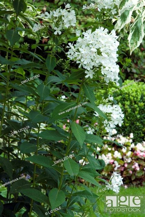 Phlox Paniculata Mount Fuji Mount Fujiyama Perennial Phlox Stock