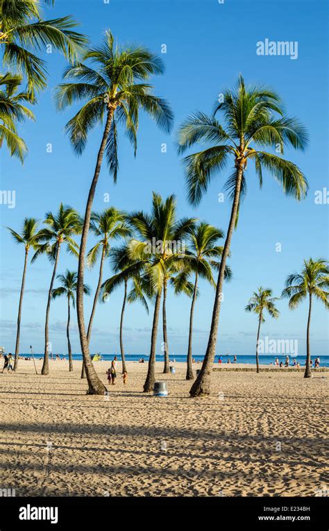 Palm Trees on Waikiki Beach on Oahu, Hawaii Stock Photo - Alamy