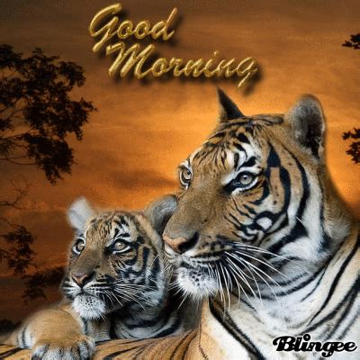 Good Morning Tiger Good Morning Pictures WishGoodMorning