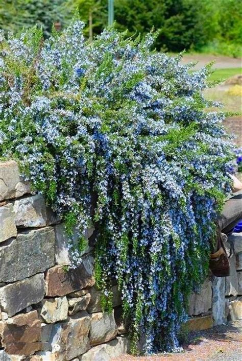 Best Creeping Rosemary Varieties