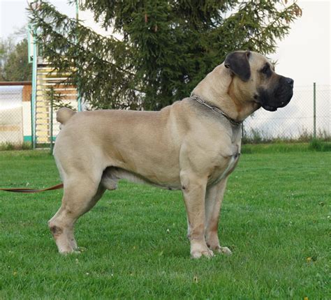 African Boerboel