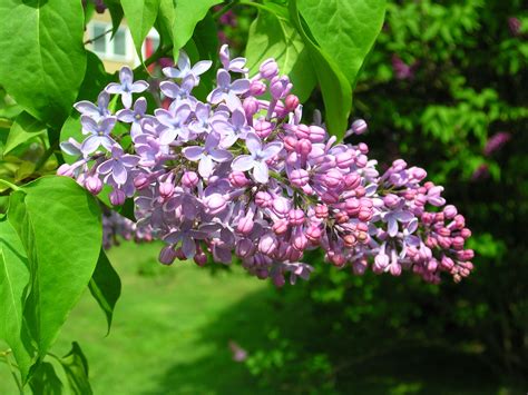 Free Lilac In Full Bloom Stock Photo