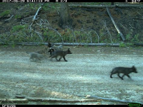 Gray Wolf Pups Playing With an Aluminum Can (A) and (B) a Single ...