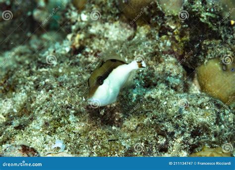 Flagtail Triggerfish Sufflamen Chrysopterus Stock Image Image Of