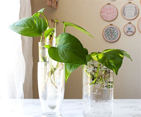 How To Grow A Pothos Plant In Water 3 Steps With Pictures