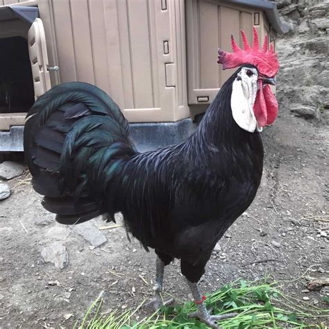 White Faced Black Spanish Eggs Temperament Size And More