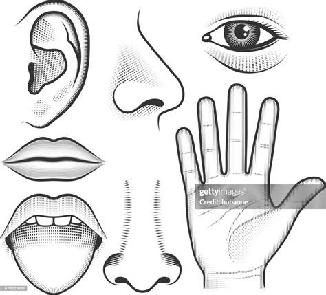 Five Human Senses Black White Vector Interface Icon Set High Res Vector