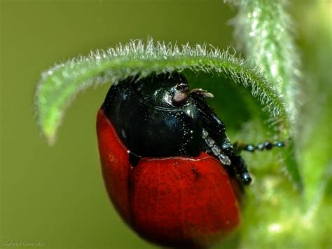 Kostenlose Foto Natur Fotografie Blume Gr N Rot Insekt Makro