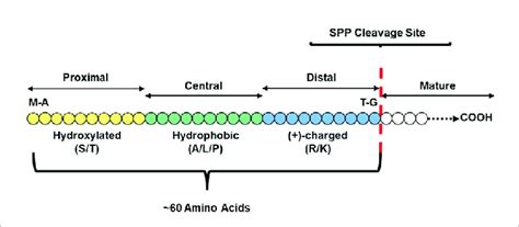 Basic Transit Peptide Structural Model The Three Major Domains