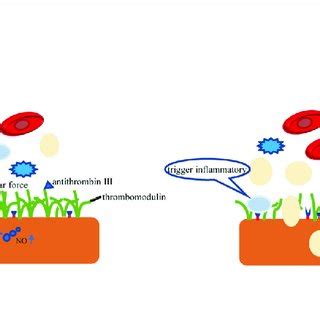 | Schematic diagram of cerebral vascular endothelial glycocalyx ...