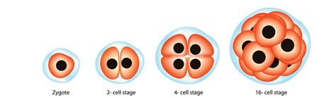 New Drug Free In Vitro Fertilisation IVF Treatment CAPA IVM Oasis