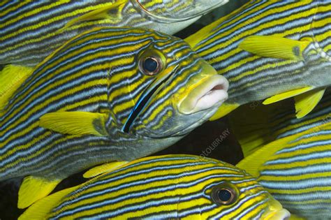 Yellow Ribbon Sweetlips With Cleaner Wrasse Stock Image C0586942