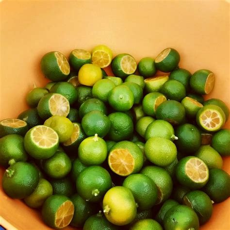 Our Calamondin Also Known As The Chinese Orange Or Philippine Lime Is A Surprisingly Sweet And