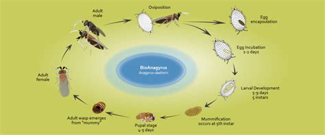 Anagyrus Life Cycle Biobee South Africa