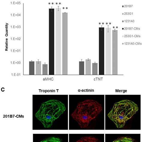 Differentiation Of Human IPSCs Into HiPSCs CMs In Vitro A