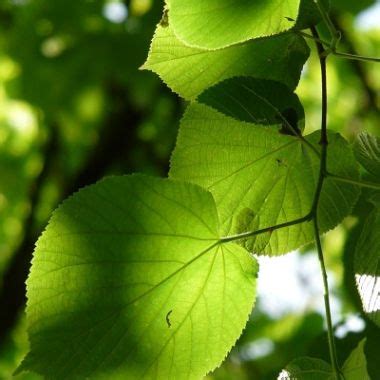 Tilia Cordata UK Grown Small Leaved Lime Pack Of 10 Cell Grown