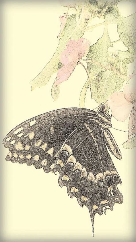 Butterfly Art Photograph By Dottie Dees Fine Art America