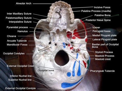 external anatomy  skull  charles bolden blog