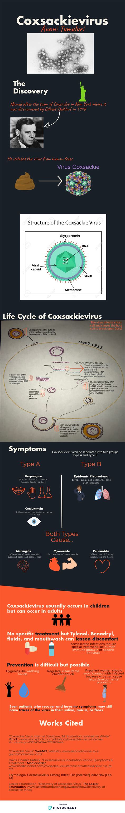 Coxsackievirus Infographic – Avani's AP Bio Experience