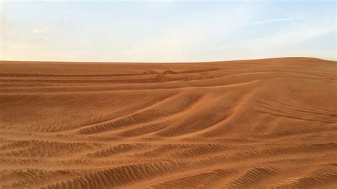 arabian desert facts  field guide