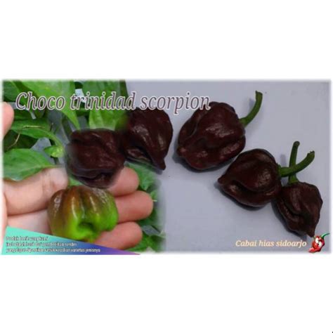 Jual 10 Benih Biji Cabai Super Pedas Choco Trinidad Scorpion Choco Ts