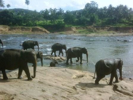 Elephant Orphanage at Pinnawala | Rajiva Wijesinha