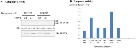 Interaction Between Psd And Trpv Through Pdz Domain Controls Trpv