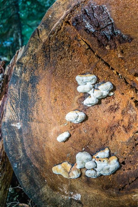 White Fungus On Log Stock Image Image Of Nature Washington 169308499