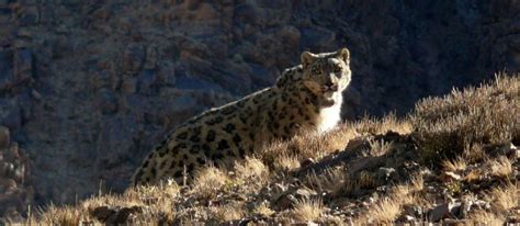 Scientists Collar Three More Wild Snow Leopards in Mongolia - Snow ...