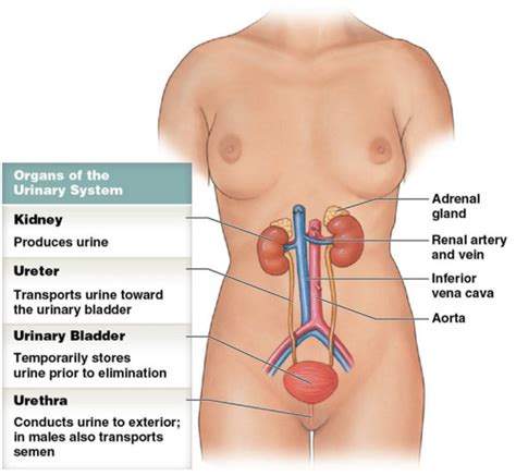 Unit The Urinary System Flashcards Quizlet