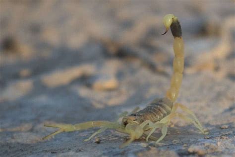 Scorpion venom protein might be used to ferry drugs to the brain