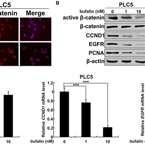 Bufalin Inhibits β Catenintcf Signaling In Hcc Cells A Bufalin Download Scientific Diagram