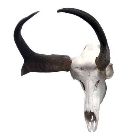 Pronghorn Antelope Skull