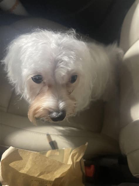 Thin hair : r/Maltese