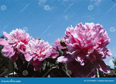 The Flower of the Peon Growing in a Summer Garden. Stock Image - Image ...