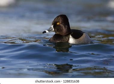 Ringneck Duck Royalty-Free Images, Stock Photos & Pictures | Shutterstock