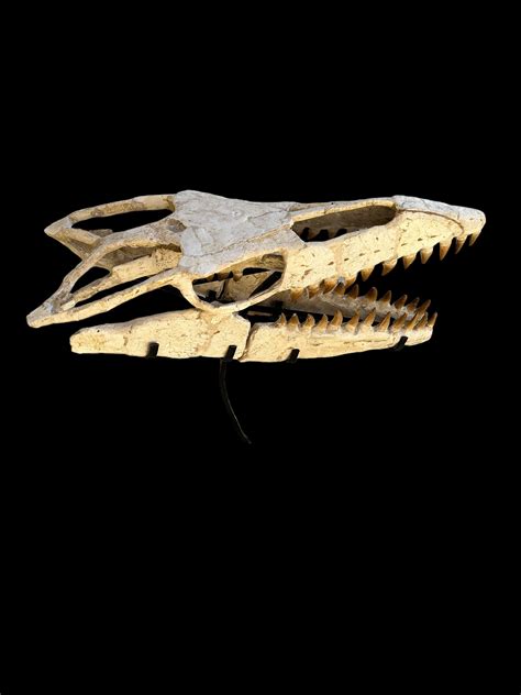 Great Quality Mosasaur Skull Mosasaurus Beaugei Dinosaur - Etsy