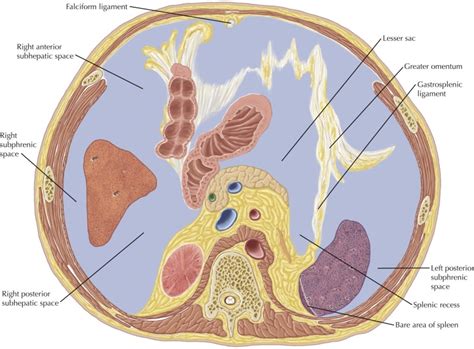 Anatomy Of The Peritoneal Cavity Mdct Net The Best Porn Website