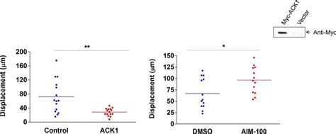 Activated Cdc42 Associated Kinase 1 Ack1 Binds The Sterile α Motif