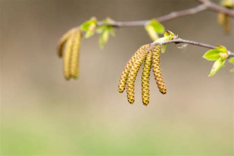 Birch Tree Pollen Stock Photos, Pictures & Royalty-Free Images - iStock