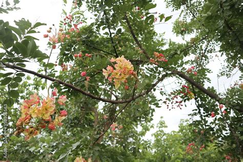 Rainbow Shower Tree Pink Rainbow Shower Tree Pink Flower Pink