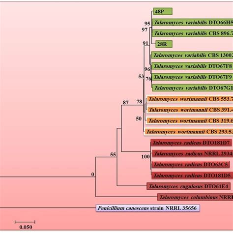 Maximum Likelihood Tree For The Analysis Talaromyces Spp Based On The