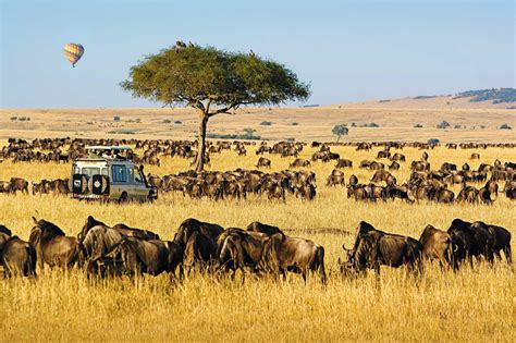 The top 10 african safari tours – Artofit