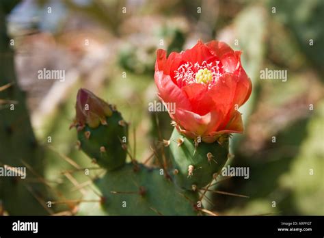 Prickly pear cactus flower Stock Photo - Alamy