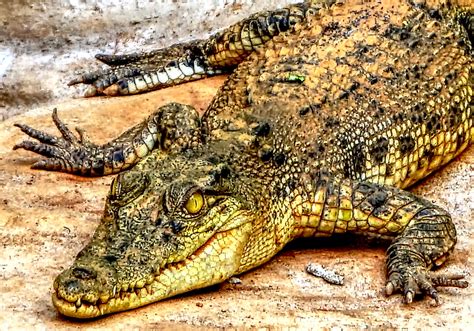 Philippine Crocodile At Palawan Philippines The Philippin Flickr