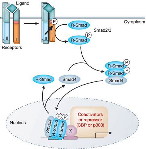 Regulation And Proteolytic Activity Of Adam Metalloprotease