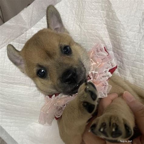 【犬の里親募集】山口県・雑種・保健所からレスキューした子犬♀きいちゃん（id 2209 01320）｜ハグー みんなのペット里親情報