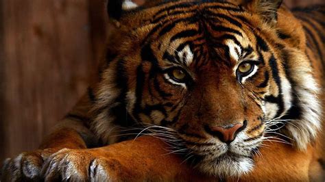 Eye Of The Tiger Wallpapers - Wallpaper Cave