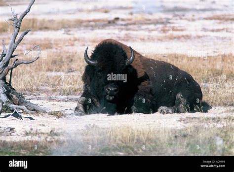 American Bison Lying Down Hi Res Stock Photography And Images Alamy